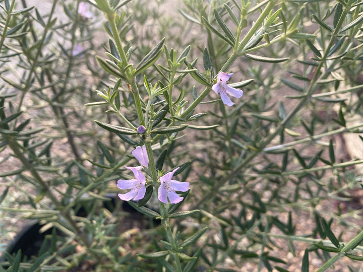 Westringia 'Wynyabbie Gem'