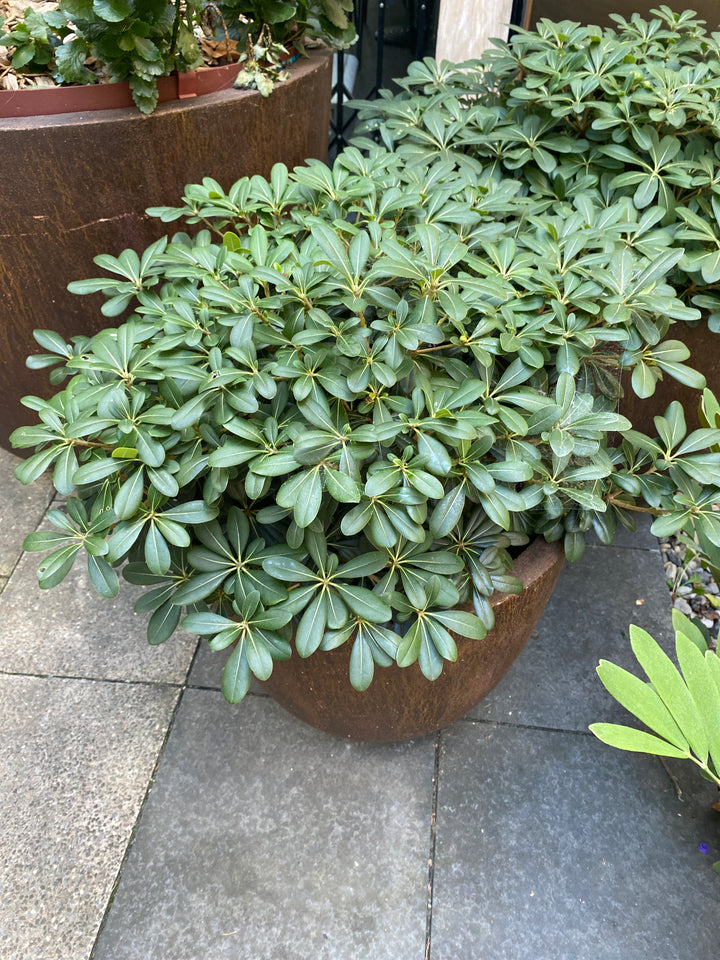 Pittosporum 'Miss Muffett' (Dwarf Pittosporum)