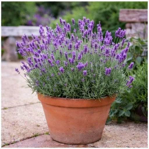 Lavandula angustifolia (English Lavender)
