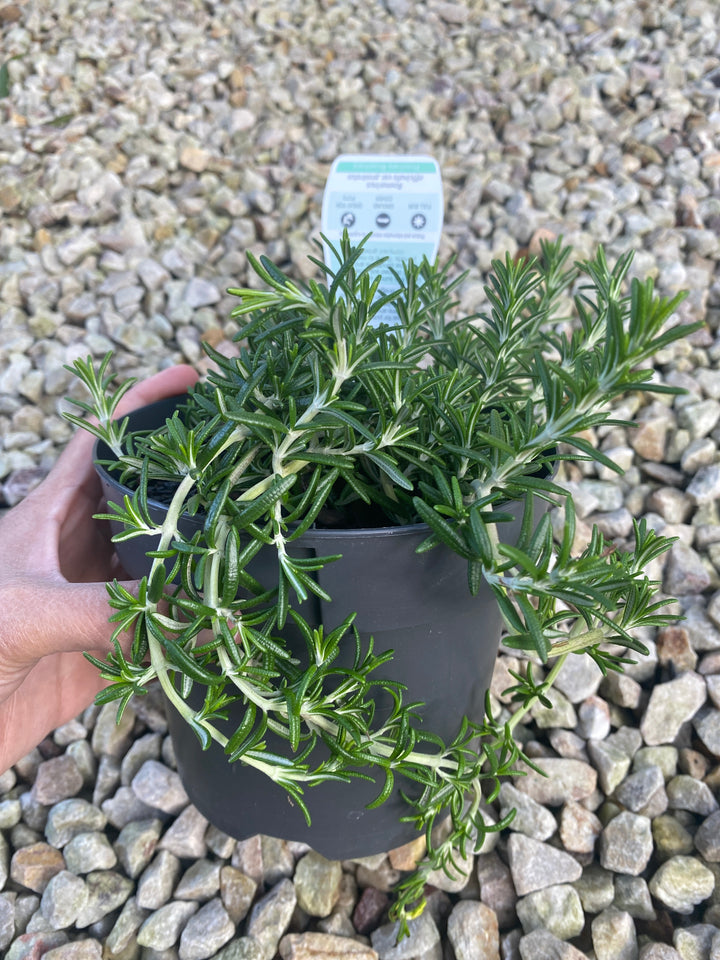 Rosmarinus officinalis 'Prostratus'