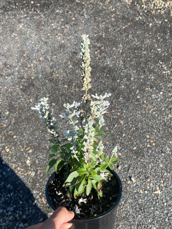 Salvia Hybrid
