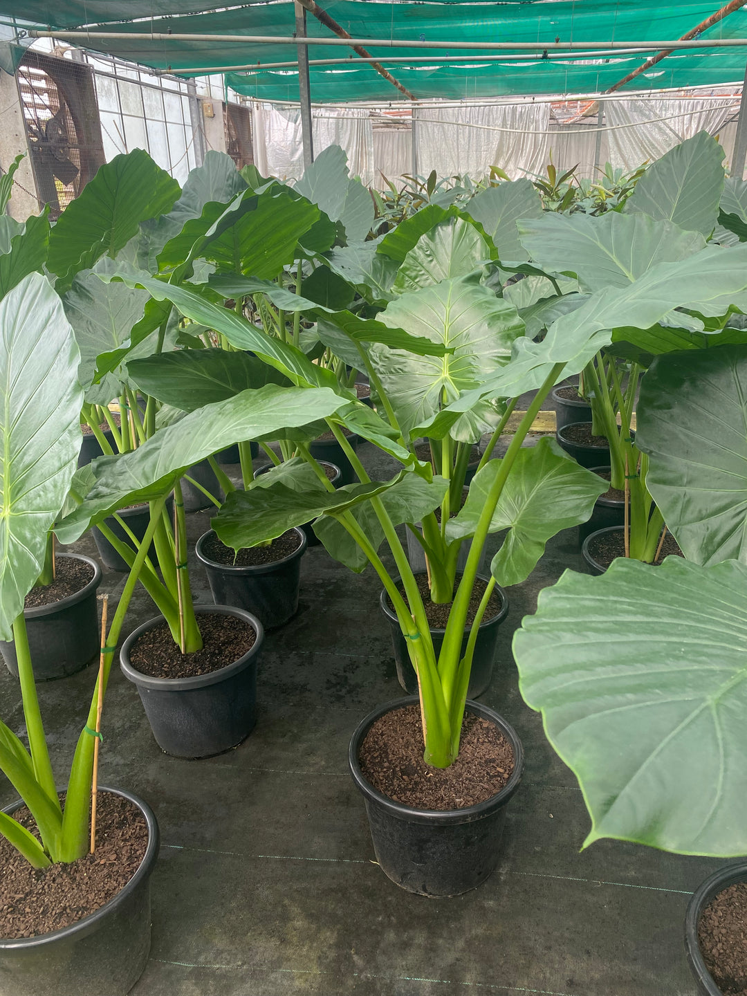 big elephant ears plants Alocasia macrorrhizos (Giant Elephant Ear)