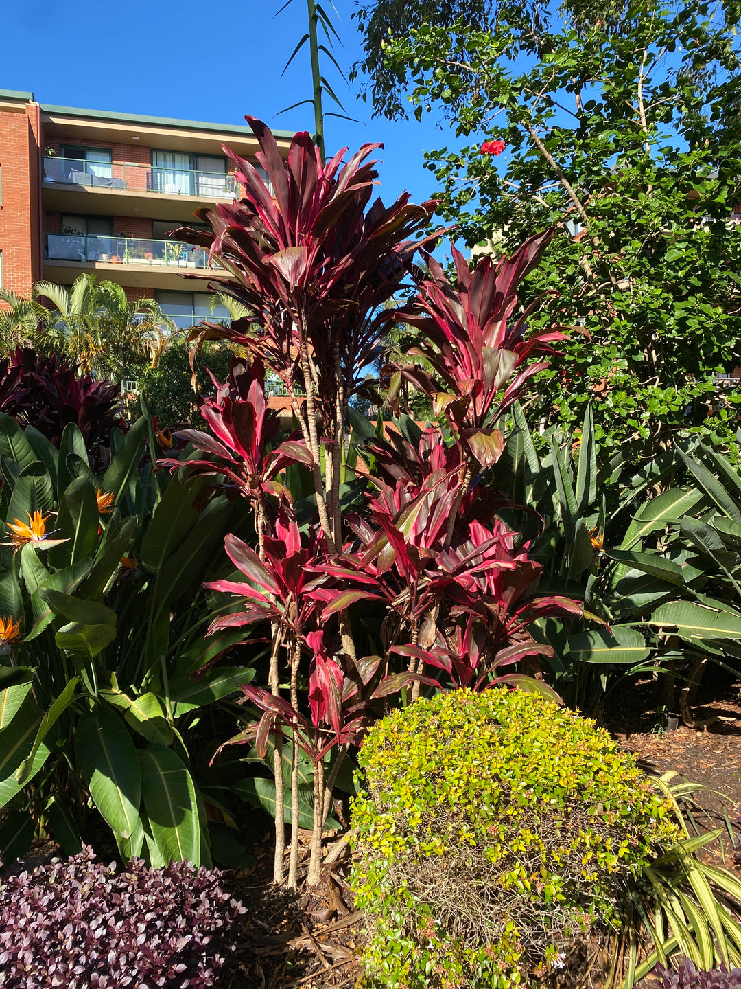 Cordyline fruticosa 'Rubra' (Red Cabbage Palm)