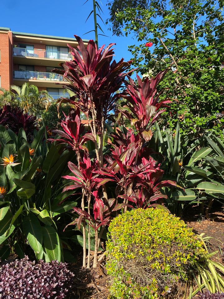 Cordyline fruticosa 'Rubra' (Red Cabbage Palm)