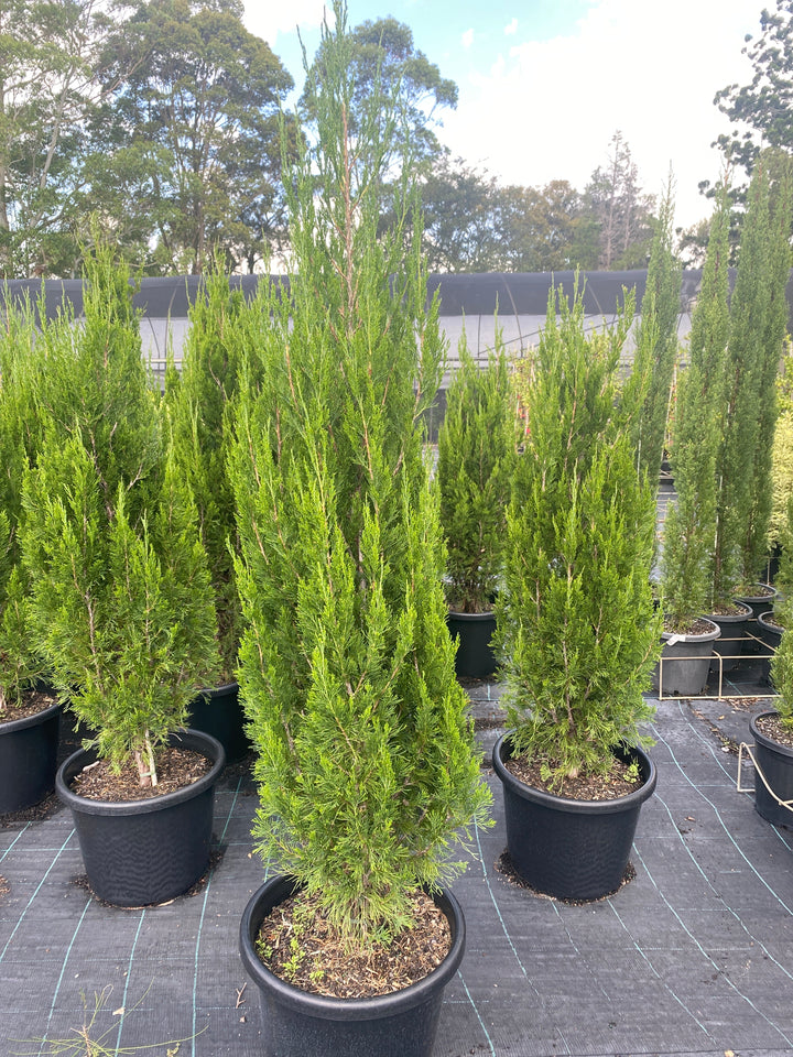 Juniperus chinensis ‘Spartan’