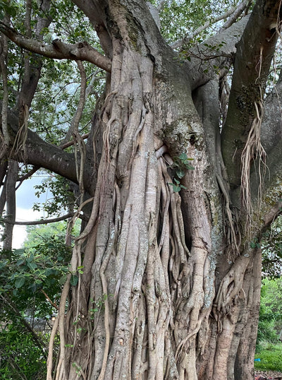 Ficus benghalensis 'Audrey' (Banyan Tree)