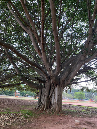 Ficus benghalensis 'Audrey' (Banyan Tree)