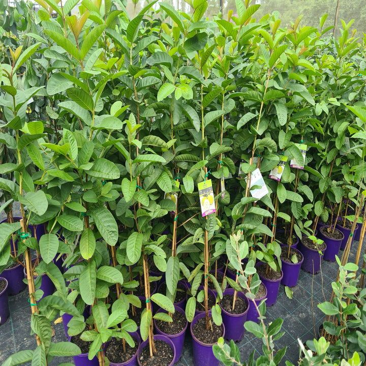 Guava-Amman-200-mm