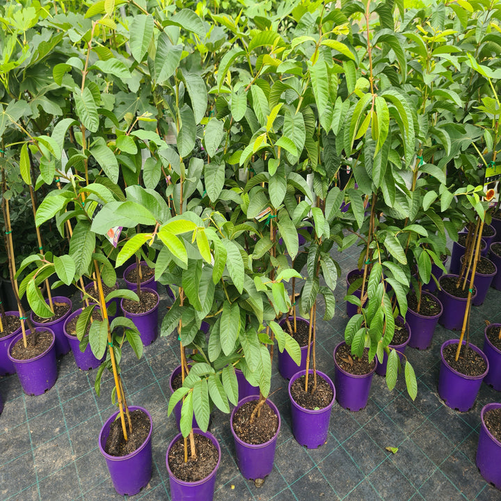 Guava-Hawaiian-200-mm