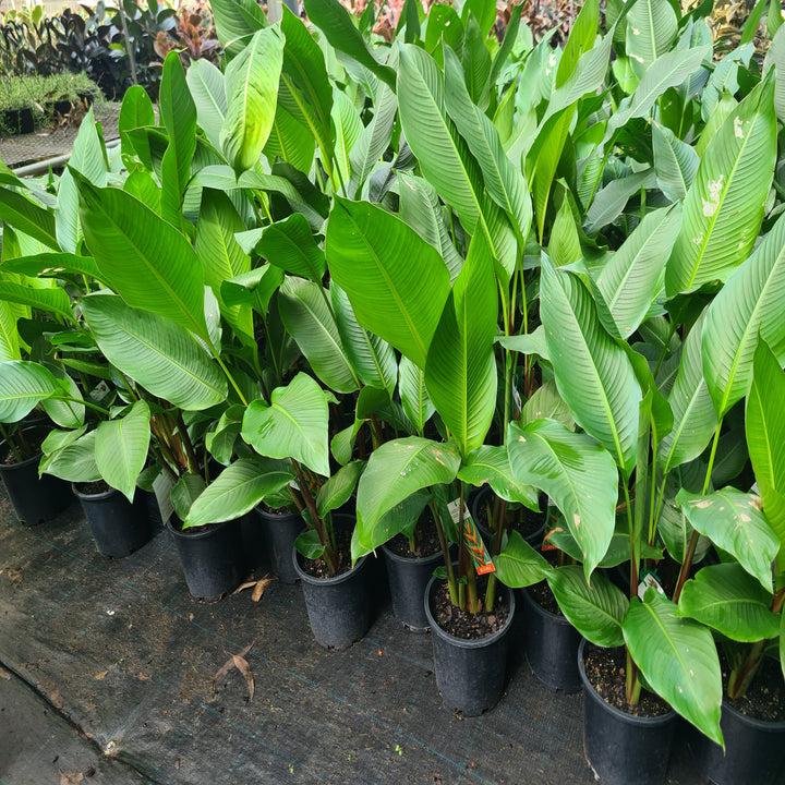 Heliconia-Chocolate-Dancer-200-mm