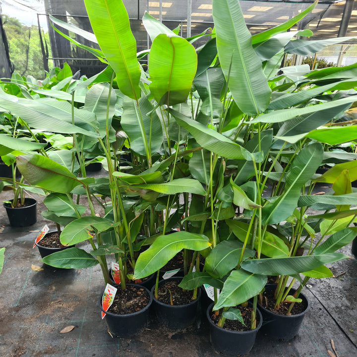 Heliconia-rostrata-200-mm