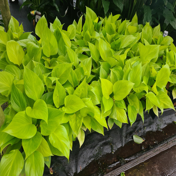 Homalomena-Sunshine-Gem-130-mm