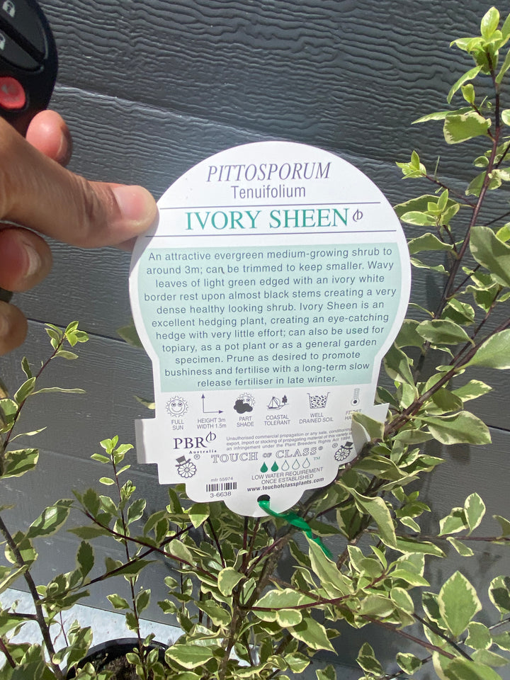 Pittosporum-Ivory-Sheen-3