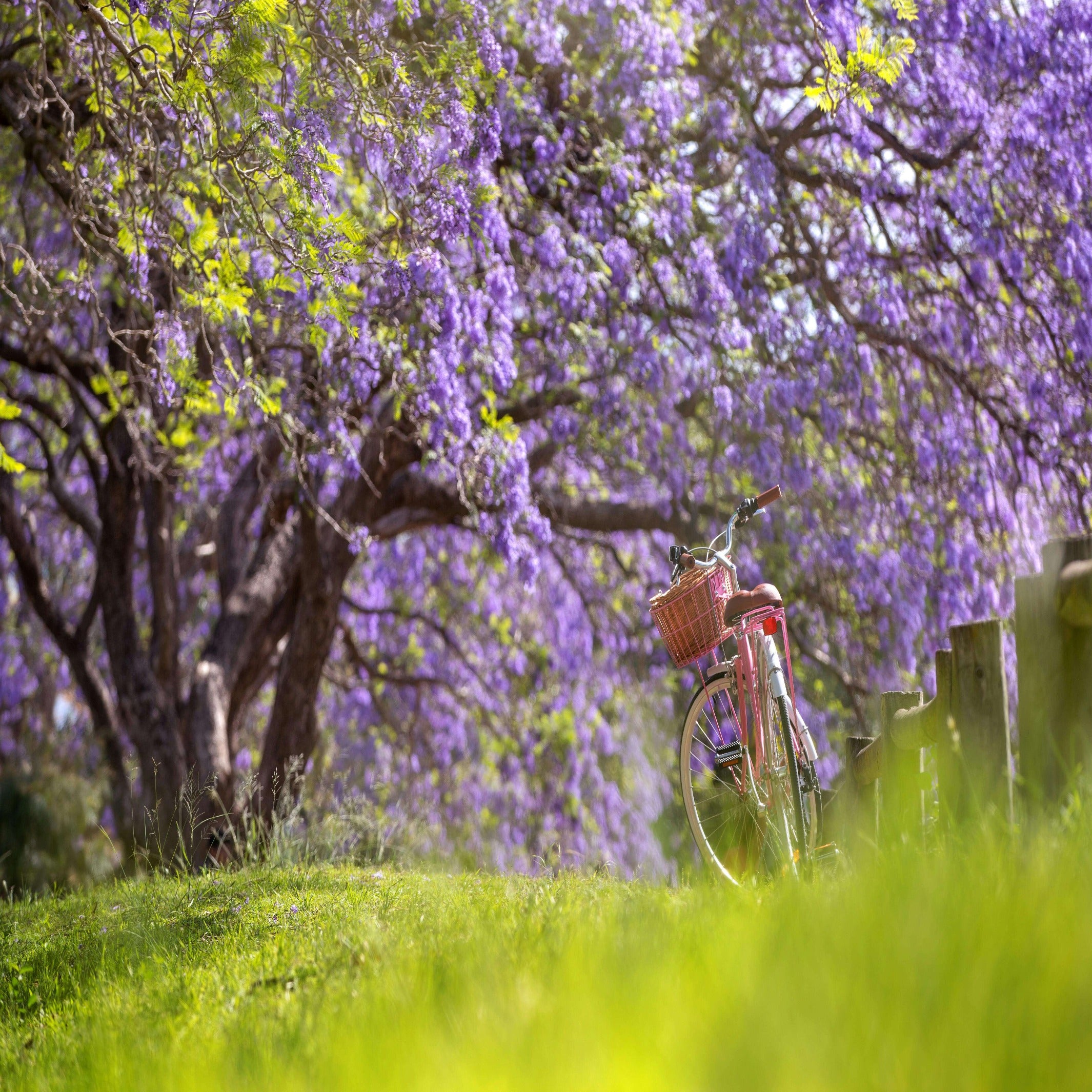 Blue Jacaranda Tree - Jacaranda mimosifolia – The Australian Plant Shop