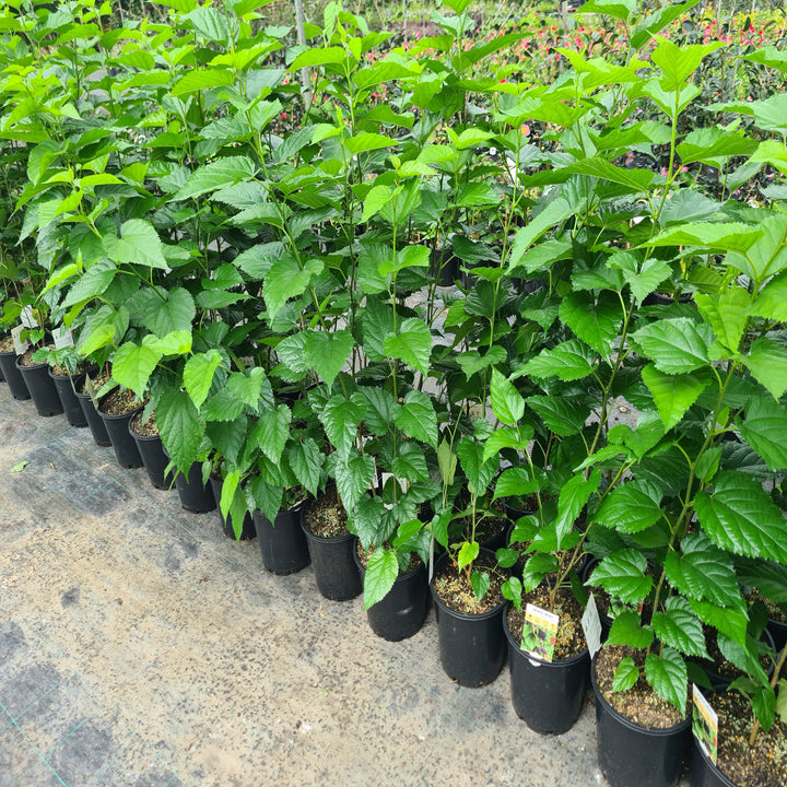 Majestic-Dwarf-Black-Mulberry-200mm