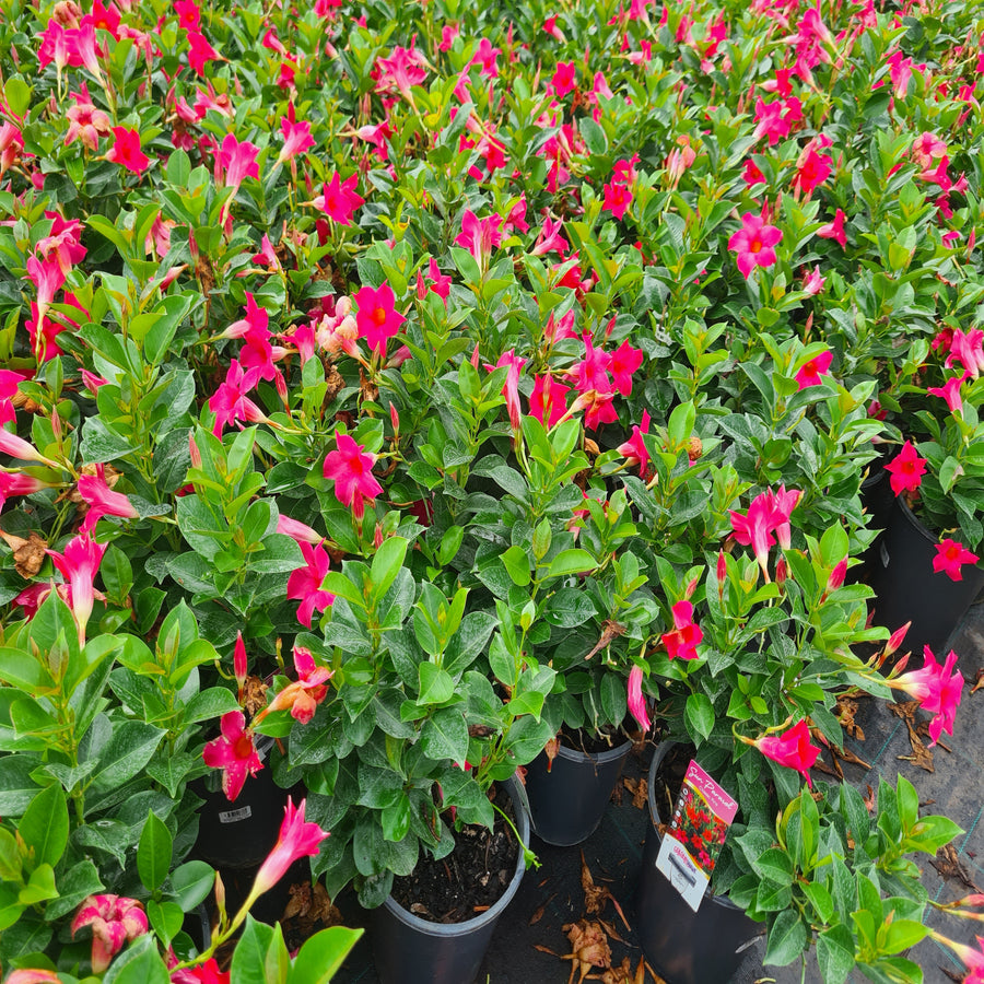 Mandevilla-Classic-Pink-200mm