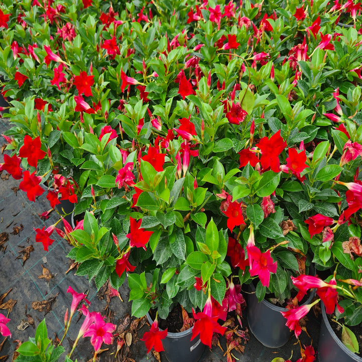 Mandevilla-Crimson-Fantasy-200mm