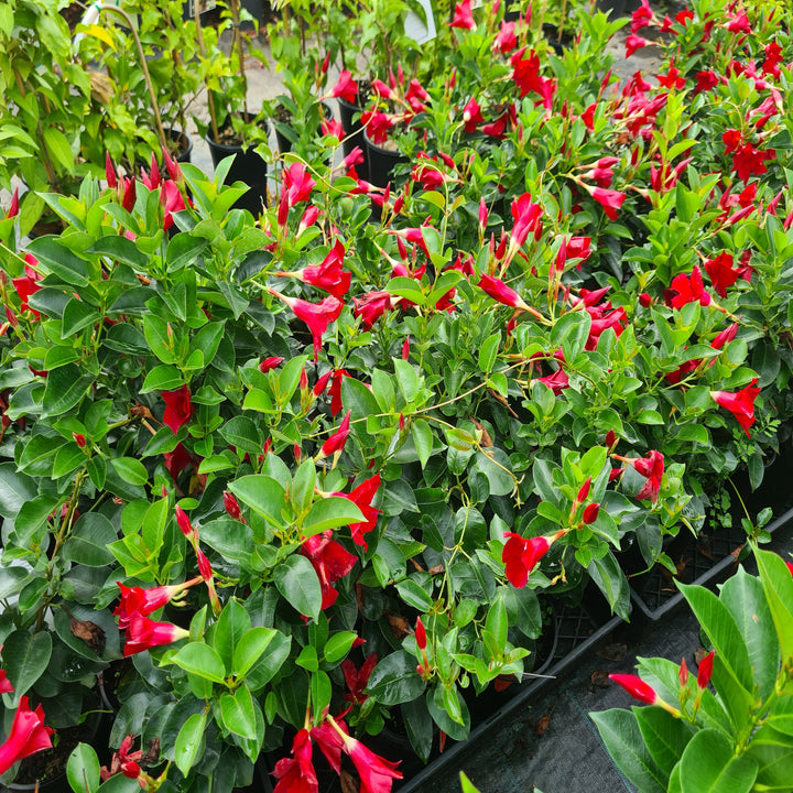 Mandevilla-Summerstar-Red-140mm