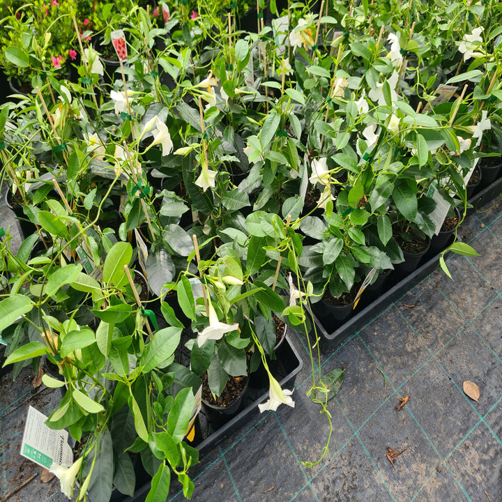 Mandevilla-Summerstar-White-140mm