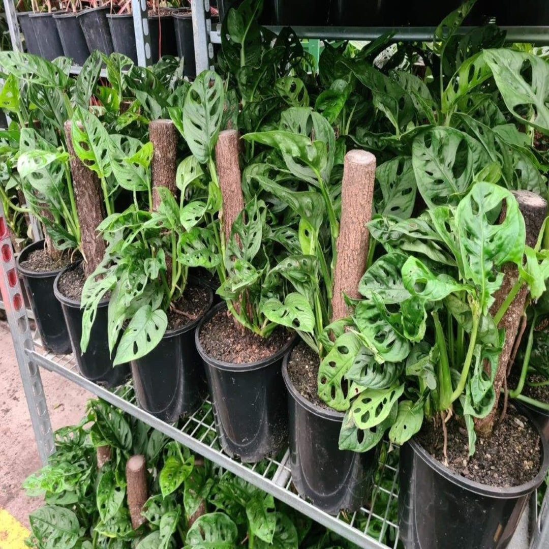 monstera ivy plant Monstera adansonii (Swiss Cheese Vine) I The Australian Plant Shop