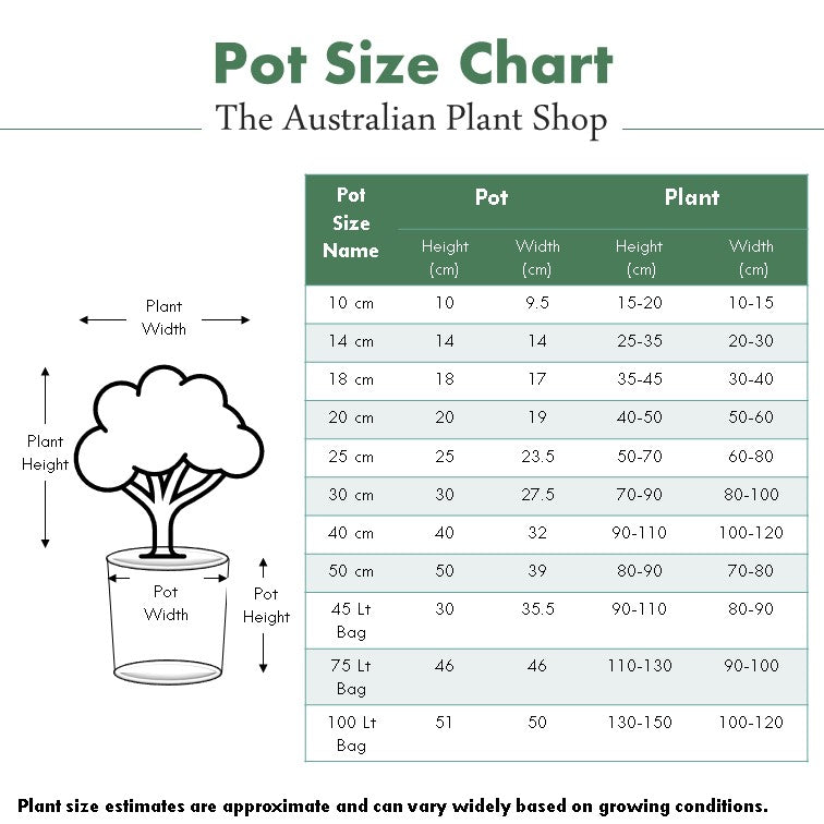 monstera plant height Monstera deliciosa (Swiss Cheese Plant)