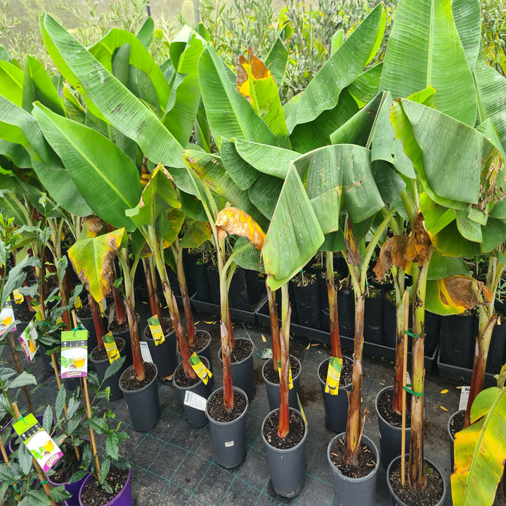 Musa-Banana-William-Cavanish-200-mm