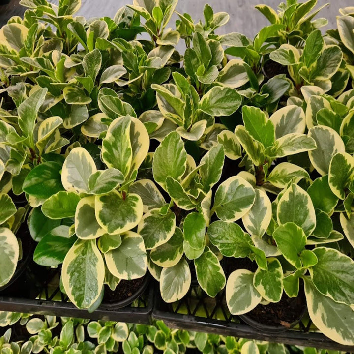 Peperomia Variegated - Assorted