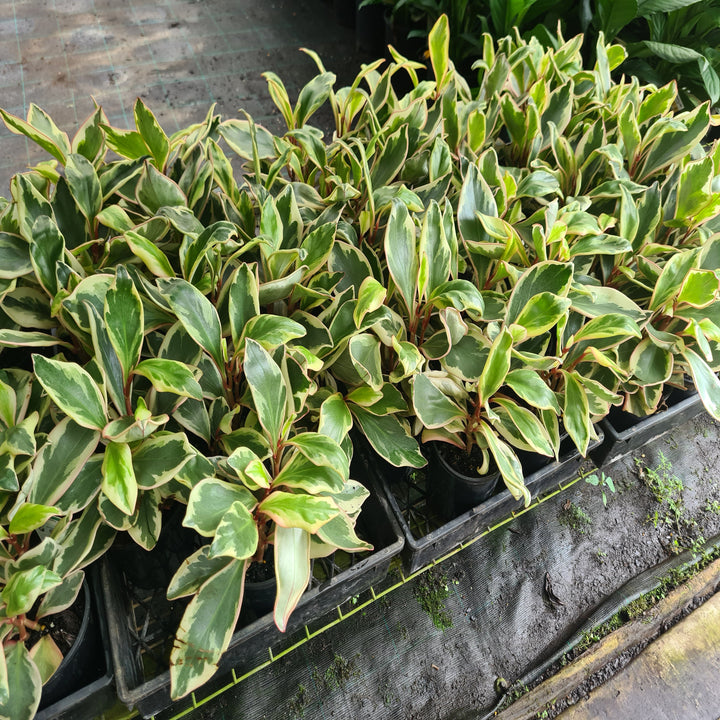 Peperomia-Jelly-130-mm