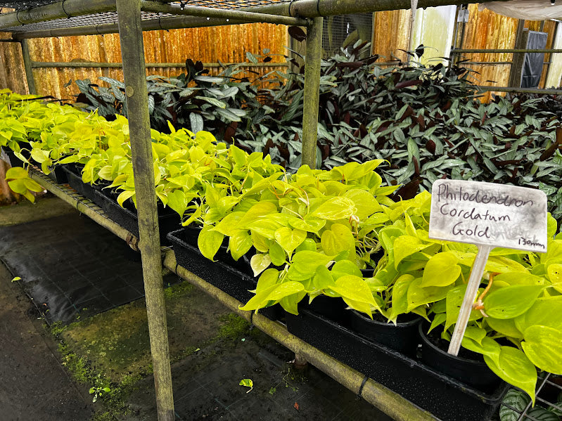 Philodendron cordatum Gold 'Heartleaf'