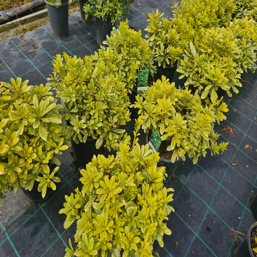 Pittosporum-Cream-de-Mint-200mm