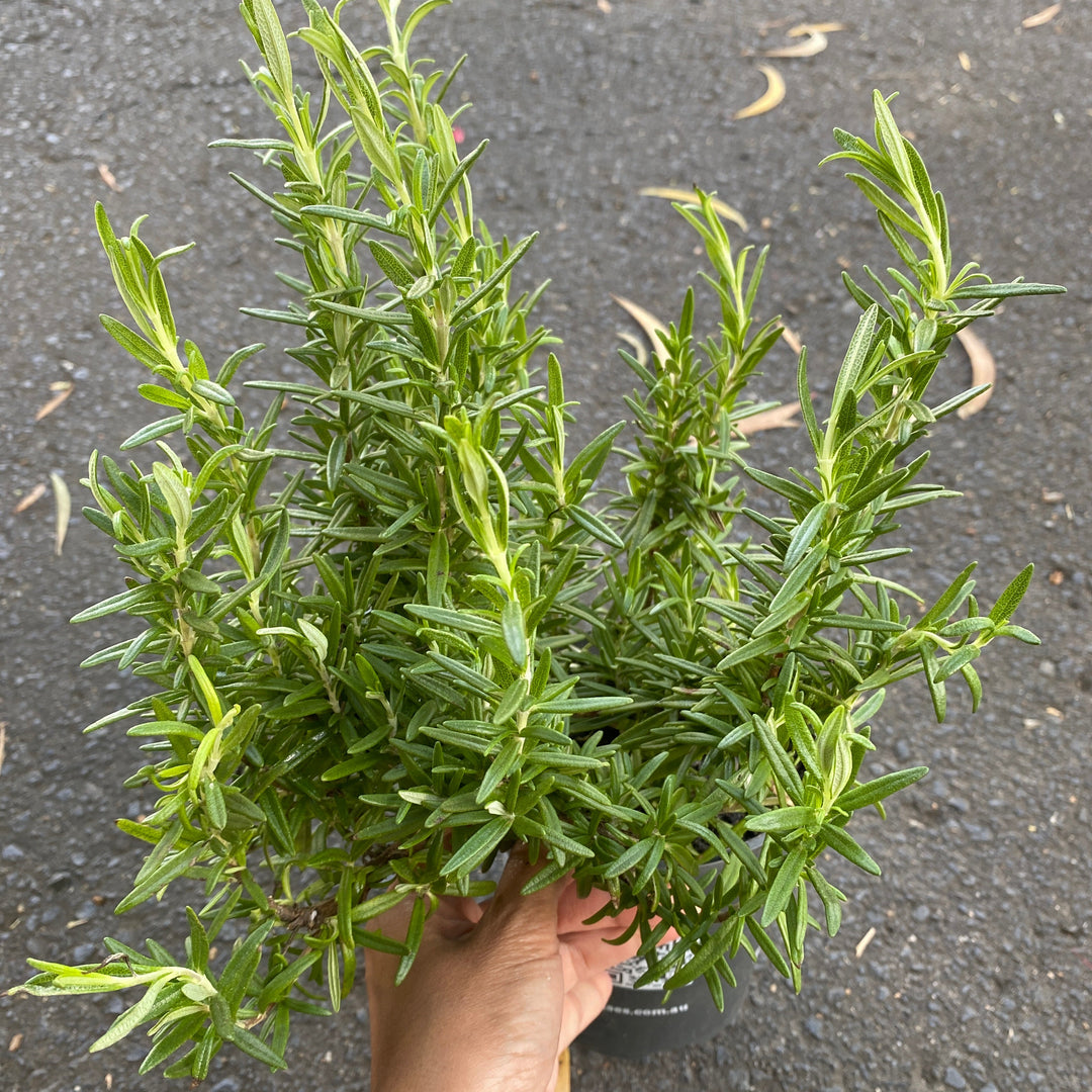 Rosemary tuscan blue small pot size