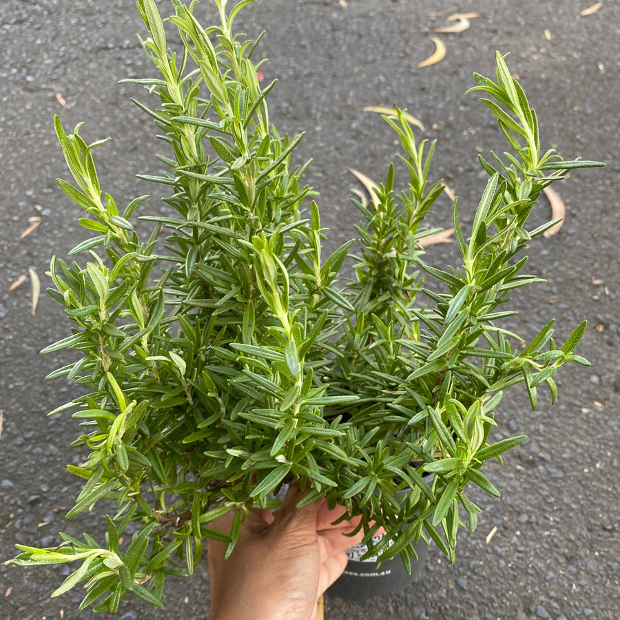 Rosemary tuscan blue small pot size