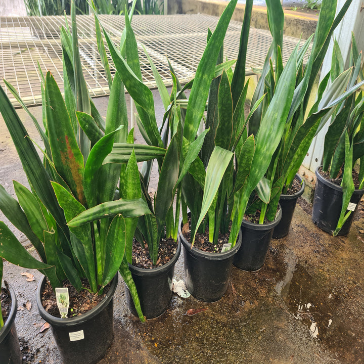 Sansevieria-Hyacinthoides-300-mm