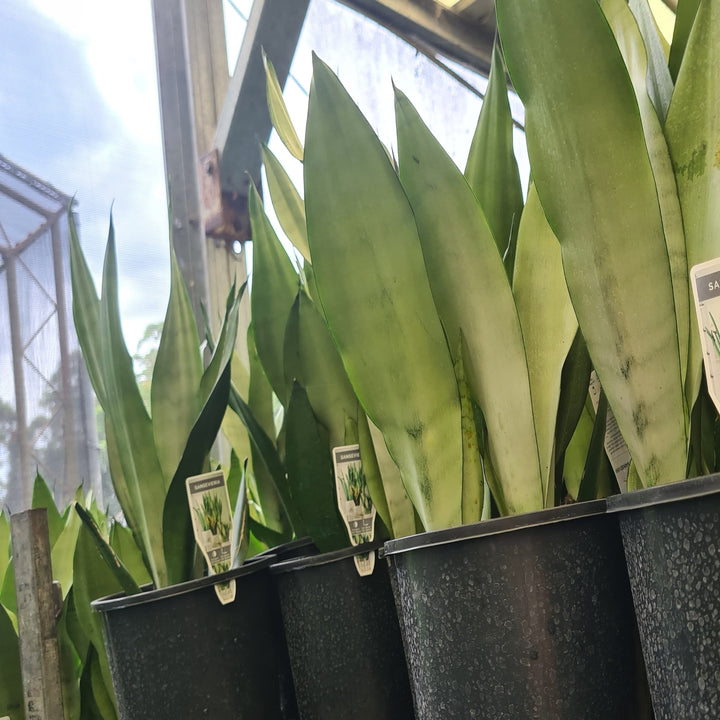 Sansevieria-Moonshine-200-mm
