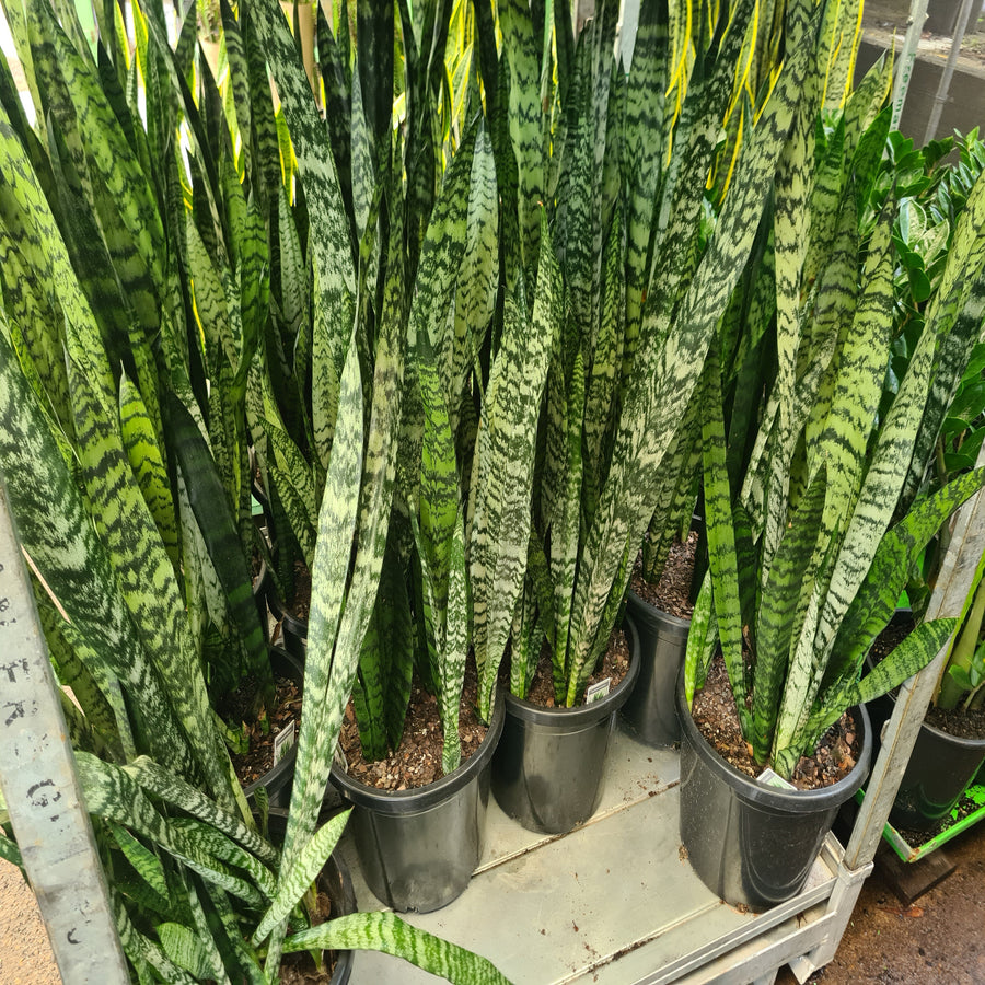 buy snake plant perth Sansevieria trifasciata (Snake Plant)- The Australian Plant Shop