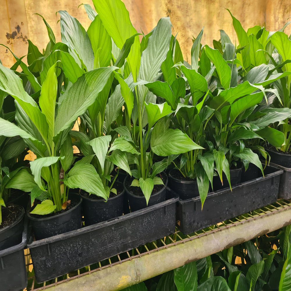 Spathiphyllum-Peace-Lily-130-mm
