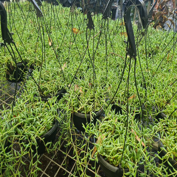 String-of-Bananas-Hanger-200-mm