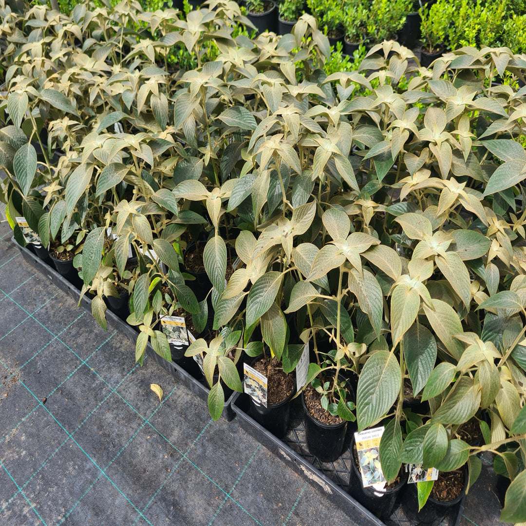 Strobilanthes-gossypinus-140mm
