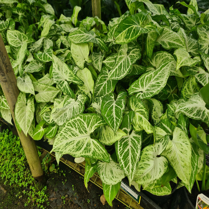 Syngonium-Fantasy-130-mm