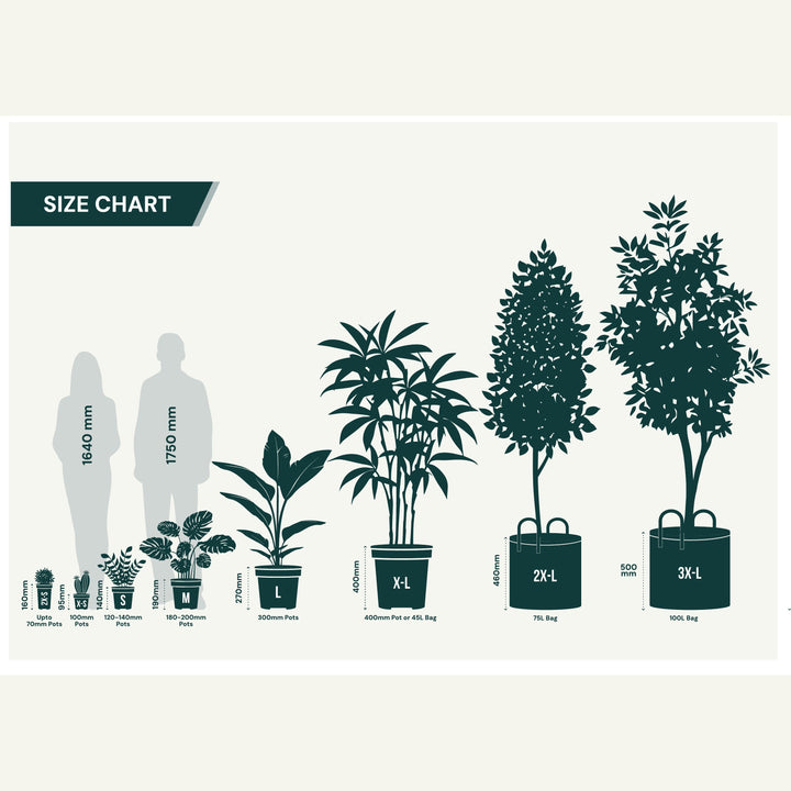 The Australian Plant Shop Pot Size