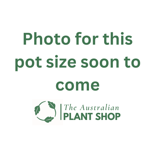 Archontophoenix alexandrae (Alexander Palm)