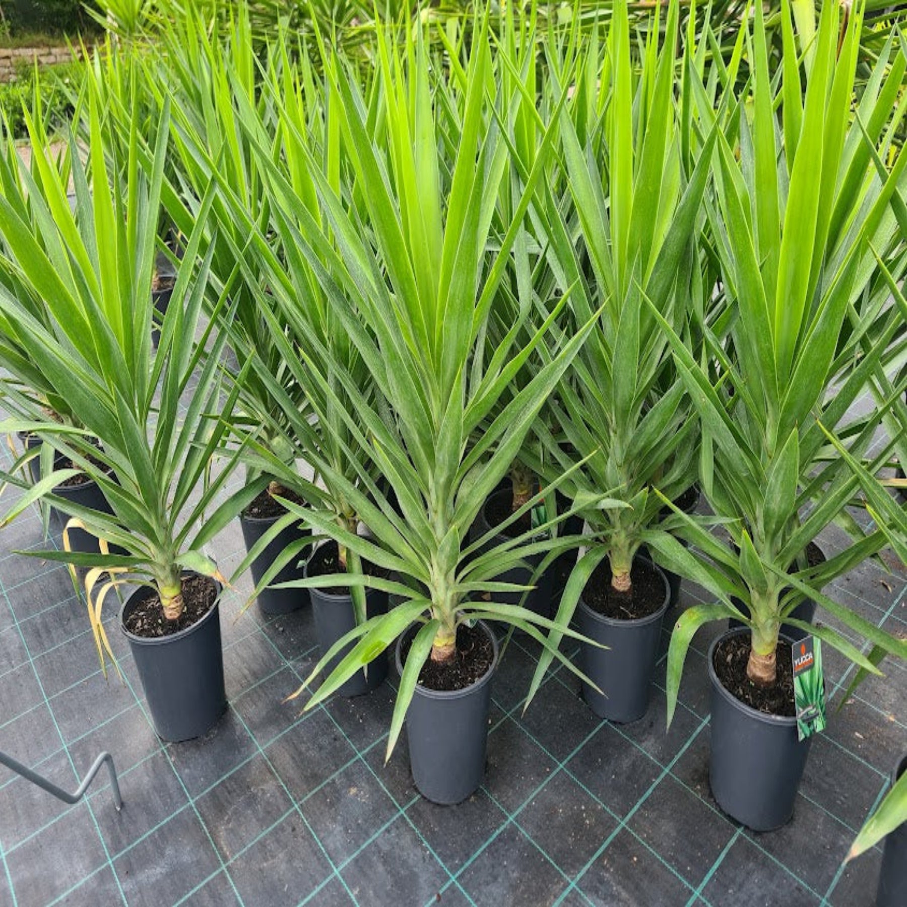 yucca elephant indoor plant Yucca elephantipes (Spineless Yucca)