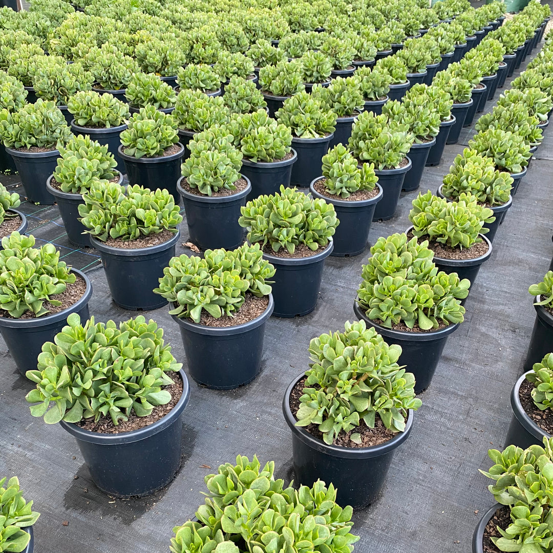 bluebird crassula