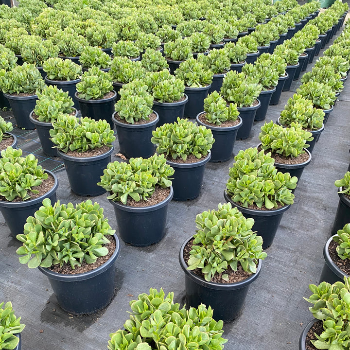 bluebird crassula