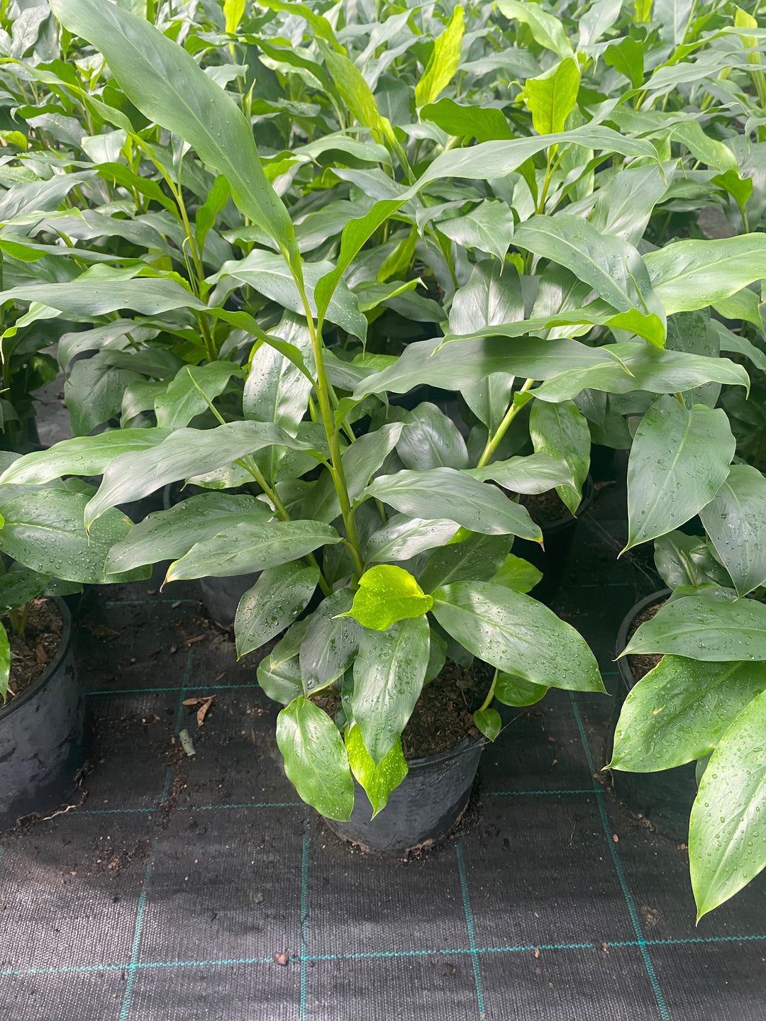 buy green cardamom