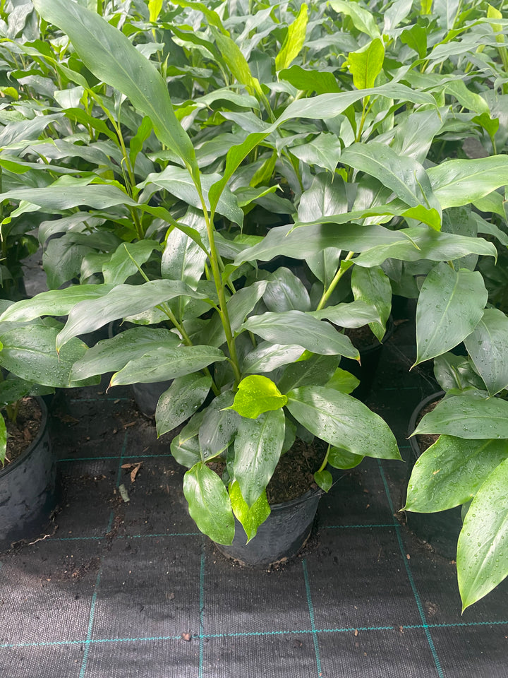 buy green cardamom