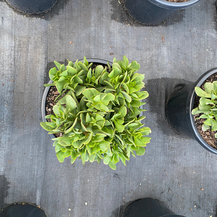 crassula bluebird