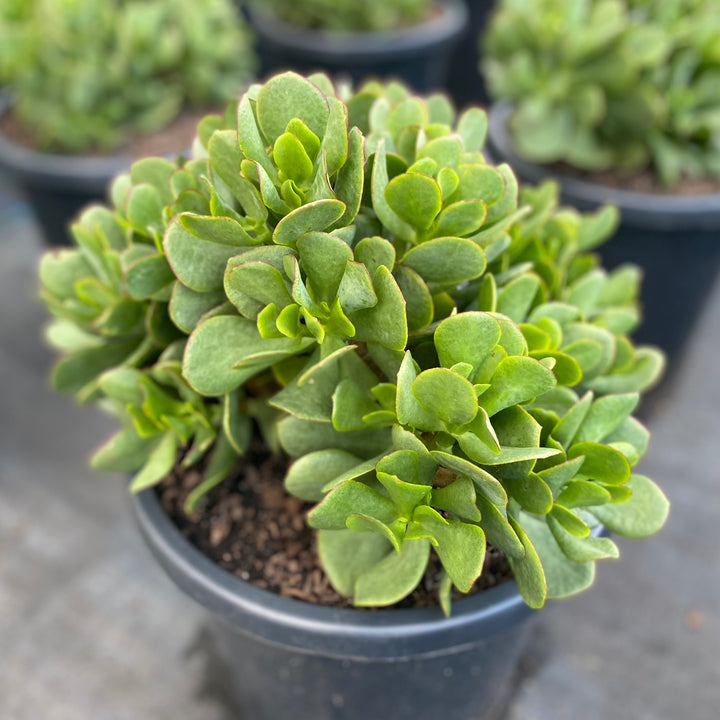 crassula bonsai plant