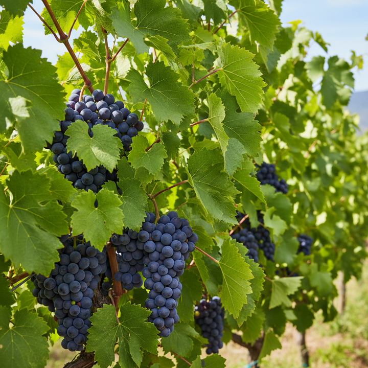 Vitis vinifera (Grape Vine)