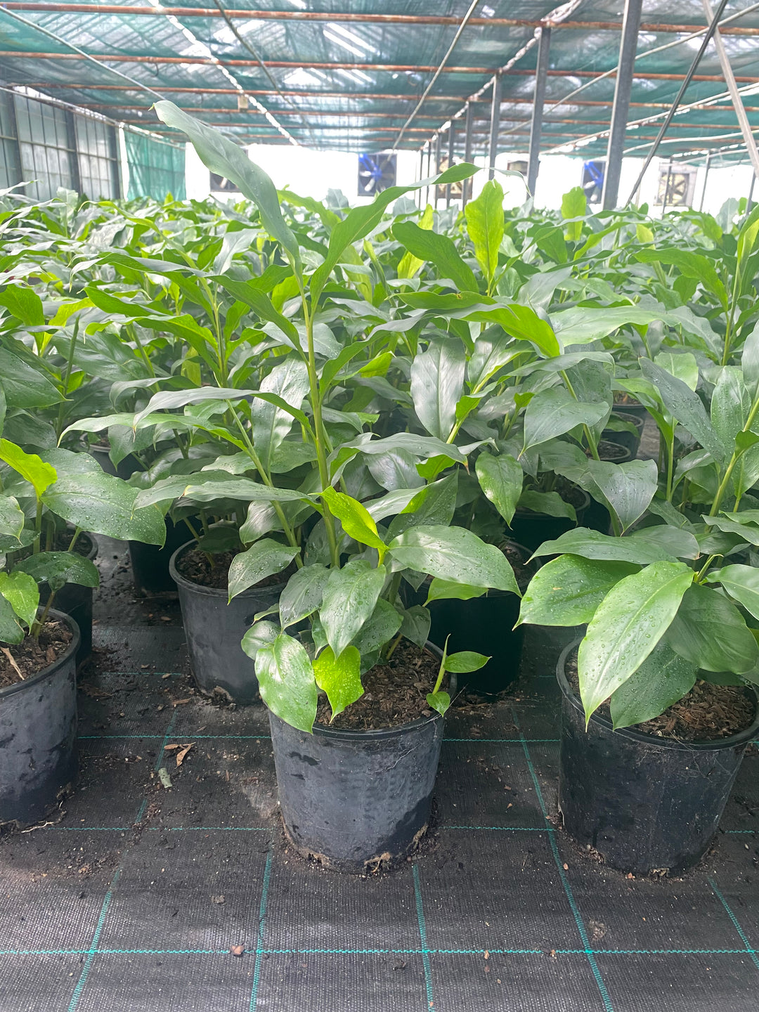 green cardamom pods